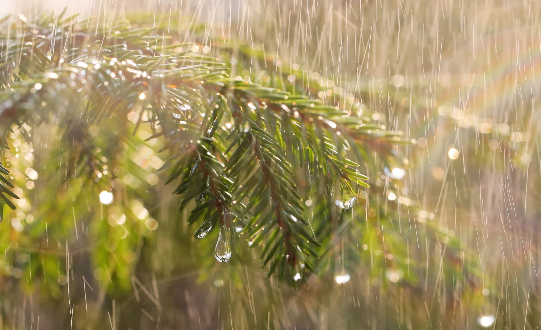 La pluie s’infiltre — Fontaine de la Reine